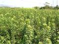 浙江两年生茡荠杨梅树〓浙江两年生茡荠杨梅树价格〓浙江两年生茡荠杨梅树批发 