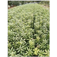 专业培植杨梅苗
