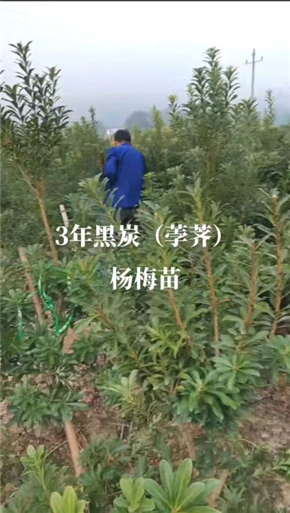 杨梅苗