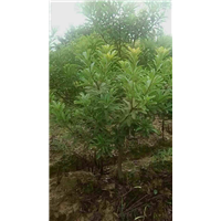 东魁杨梅苗（基地特种） 