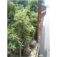 供应杨梅苗●杨梅苗●杨梅苗基地 