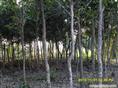 ****的【杨梅苗】繁殖基地 % 