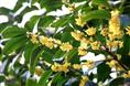 浙江桂花树苗种植▲↑浙江桂花树苗价格▲↓浙江桂花树苗批发↑↓浙江桂花树苗基地 