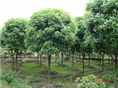 浙江杨梅树供应/台州杨梅树**价格 
