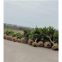 杨梅苗出售