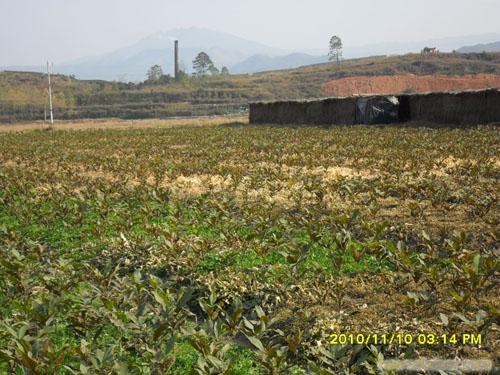 杨梅苗，枇杷苗，杨梅树，桂花树 