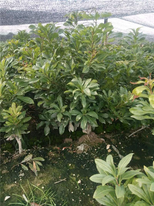 东魁杨梅苗 