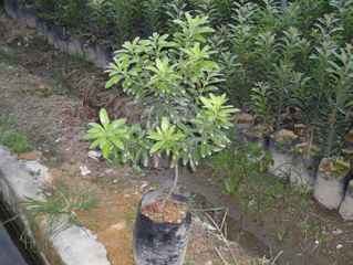 大量种植绿羽杨梅苗-激励着创业的带头人 