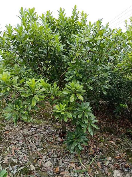 专业种植东魁杨梅苗