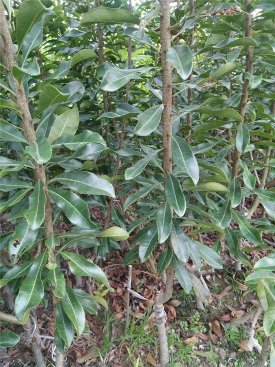 杨梅苗批发