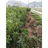 荸荠杨梅苗
