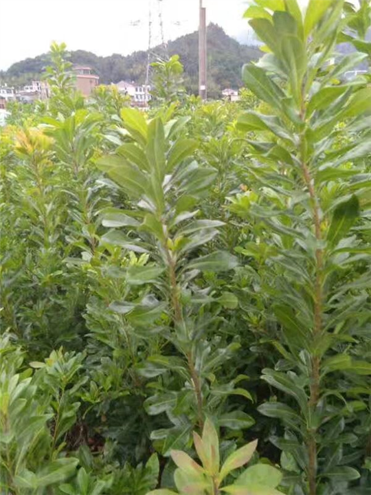 浙江杨梅树