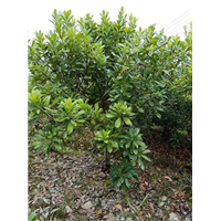 专业种植东魁杨梅苗