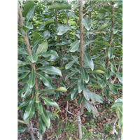 杨梅苗批发