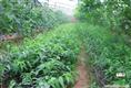 出售浙江茡荠杨梅树@供应浙江茡荠杨梅树@浙江茡荠杨梅树批发 