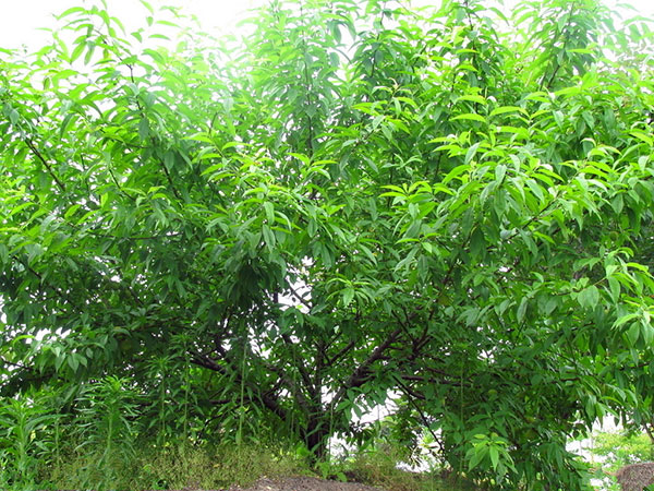 杨梅苗2013优惠的价格 杨梅苗的质量让你分享 