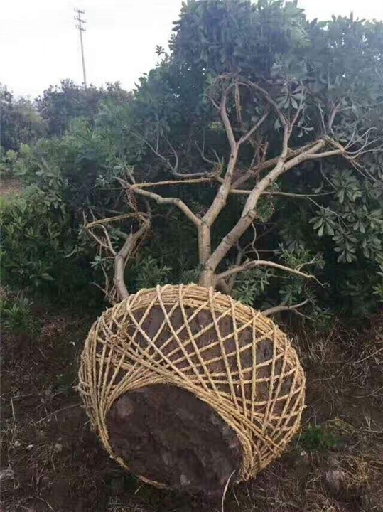 杨梅苗批发-品种繁多 