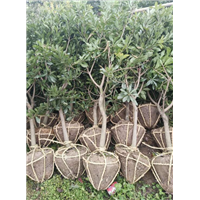 浙江荸荠杨梅苗