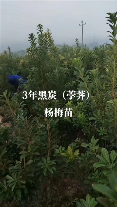 杨梅苗批发