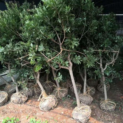 杨梅苗价格