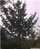 如何种植杨梅苗? - 古文化遗址中发现 