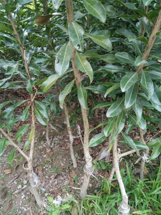 荸荠杨梅苗