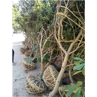 杨梅苗基地▏东魁杨梅苗
