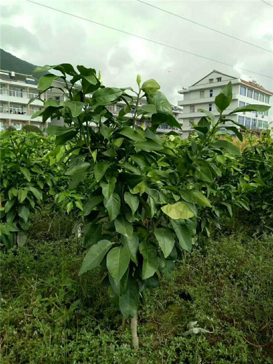 杨梅苗木┃杨梅苗基地 
