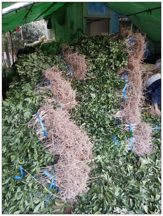 优质东魁杨梅苗 