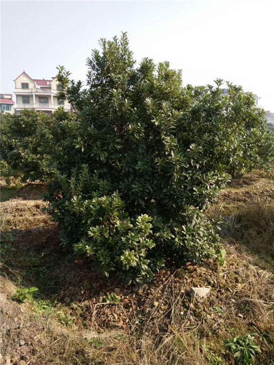 浙江杨梅苗✚黑炭杨梅苗 