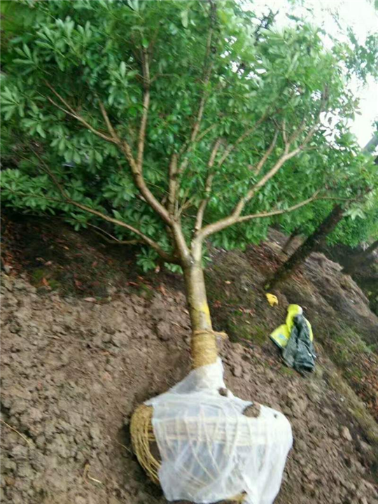 荸荠杨梅苗▏杨梅树苗