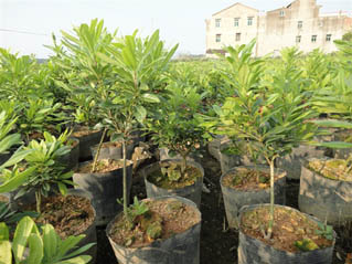 黄岩怀化供应荸荠，东魁，王子安海，黑瑞林杨梅苗 