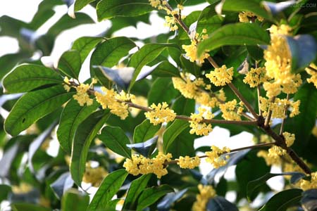 浙江桂花树苗种植▲↑浙江桂花树苗价格▲↓浙江桂花树苗批发↑↓浙江桂花树苗基地 
