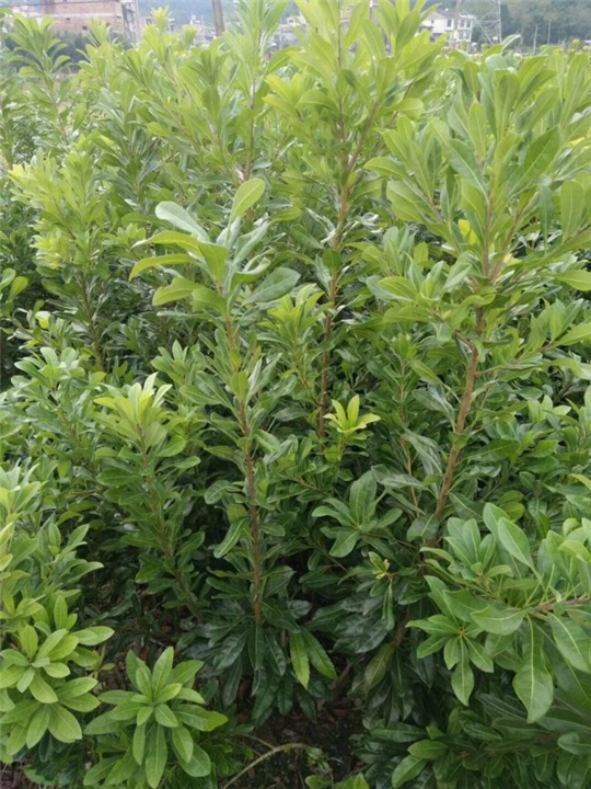 东魁杨梅苗