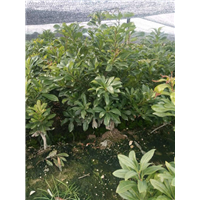 东魁杨梅苗 