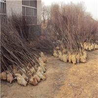 供应3-4公分萌芽前柽柳 