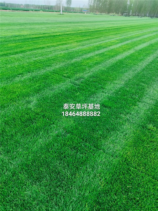 泰安草坪基地