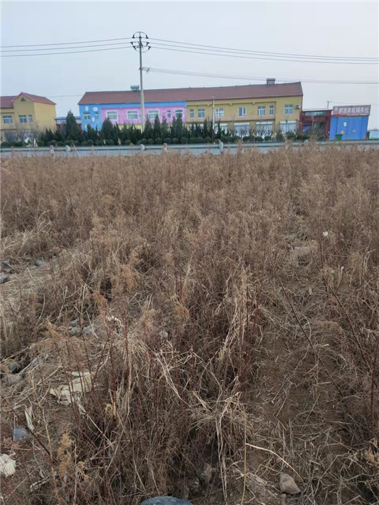 多分枝柽柳