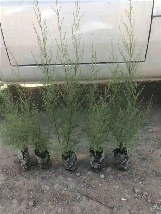 柽柳营养杯苗 
