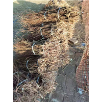柽柳小苗 