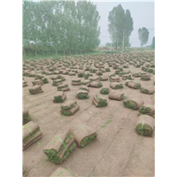 四季青草坪基地