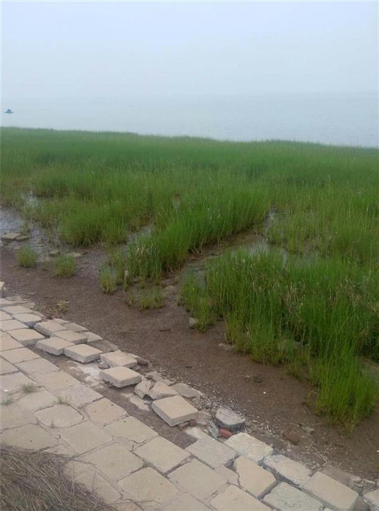 海滩大米草1 