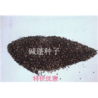 碱蓬草3 