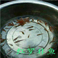 供应广东红罗非鱼苗 
