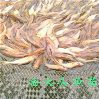 广州金大头鱼苗价格 