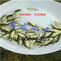 广东鱼苗养殖基地@广州鱼苗供
