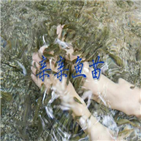广州亲亲鱼苗出售广东亲亲鱼苗批发 
