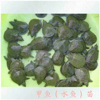 广州甲鱼 