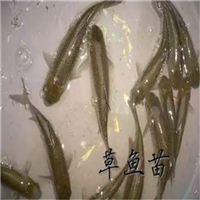 广州草鱼苗出售广东草鱼苗批发 