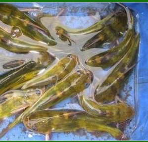广东优质塘角鱼苗（本地塘虱鱼苗） 